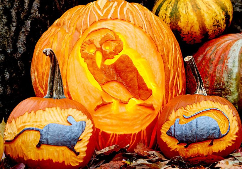12 Adorable (and Free!) Animal Pumpkin Carving Ideas