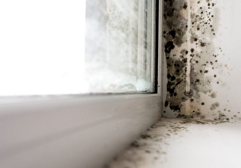 12 Hidden Signs Your House Could Have Toxic Mold