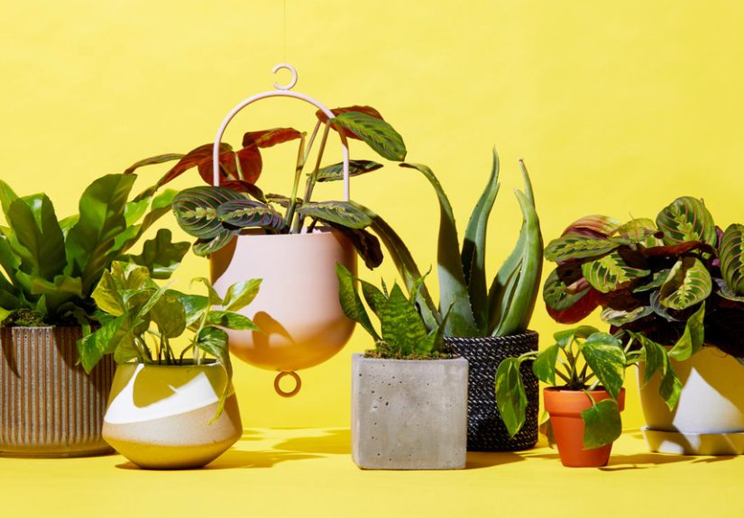 19 Best Places to Buy Plants Online for Any Room