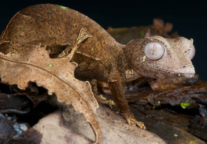 22 Pics Of The Most Flamboyant And Dangerous Creatures Taken By Dutch Photographer