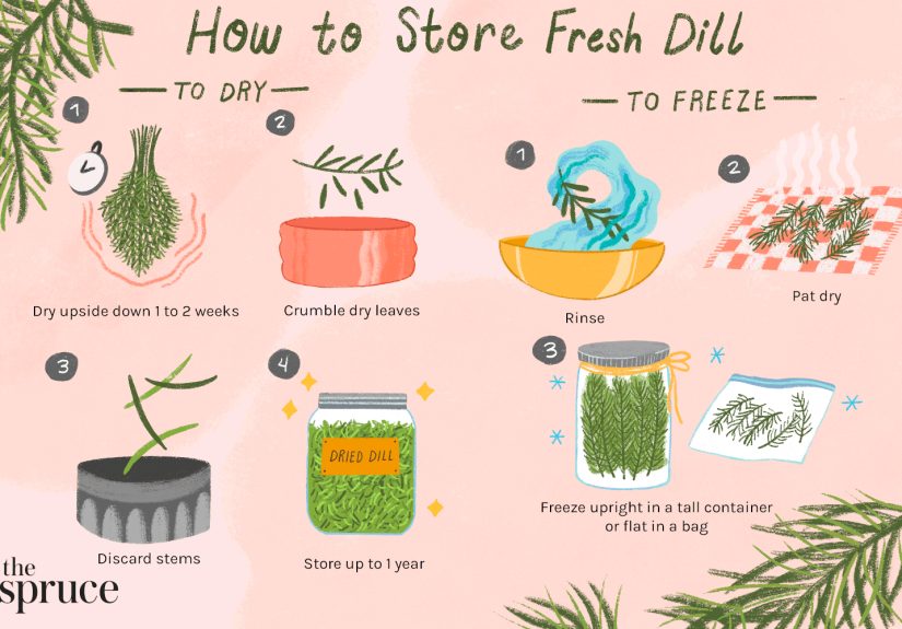 3 Methods for Preserving Fresh Dill