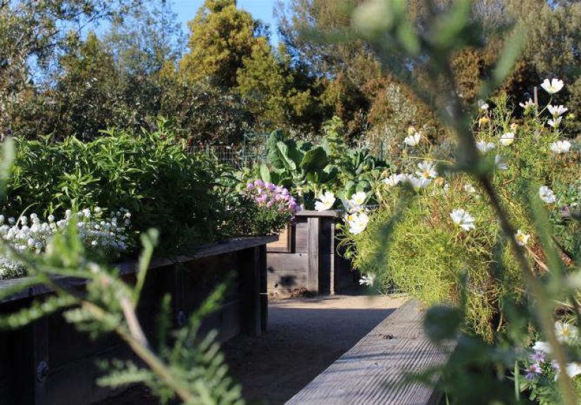 A Garden with No Obstacles in Mill Valley