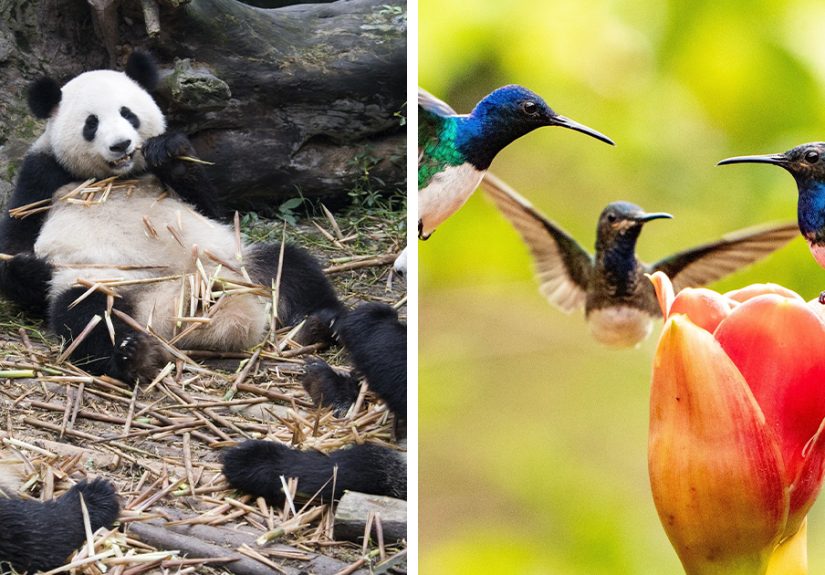 “An Embarrassment Of Pandas”: 50 Quirky Names For Groups Of Animals That Sound Like A Joke, But Are Actually Real