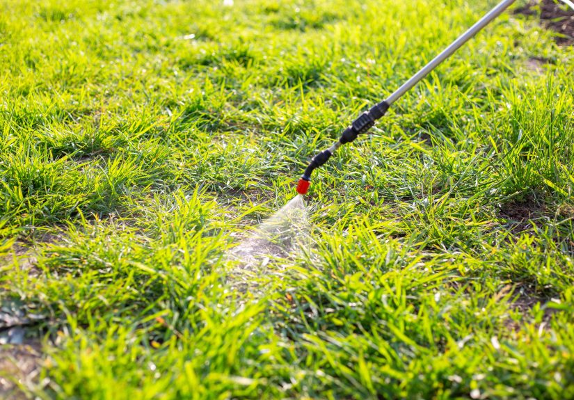 Can You Spray Weeds After It Rains? Gardeners Weigh In