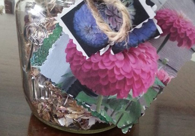 Growing Zinnias