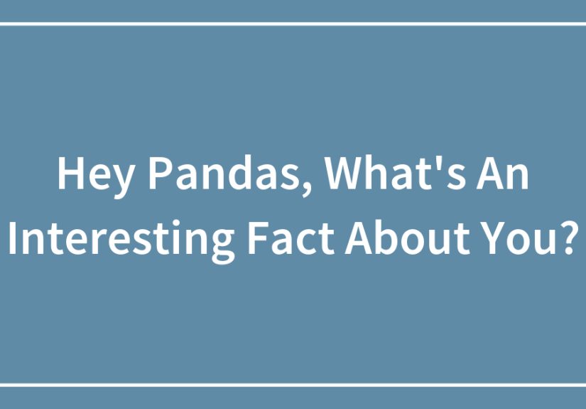 Hey Pandas, What’s An Interesting Fact About You?