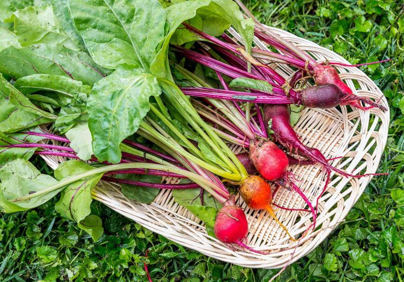 How to Grow and Care for Beets