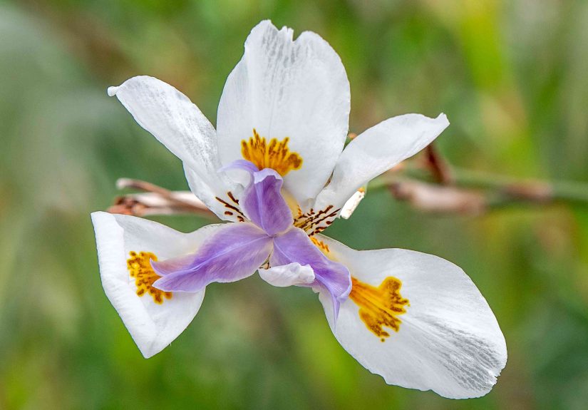 How to Grow & Care for African Iris