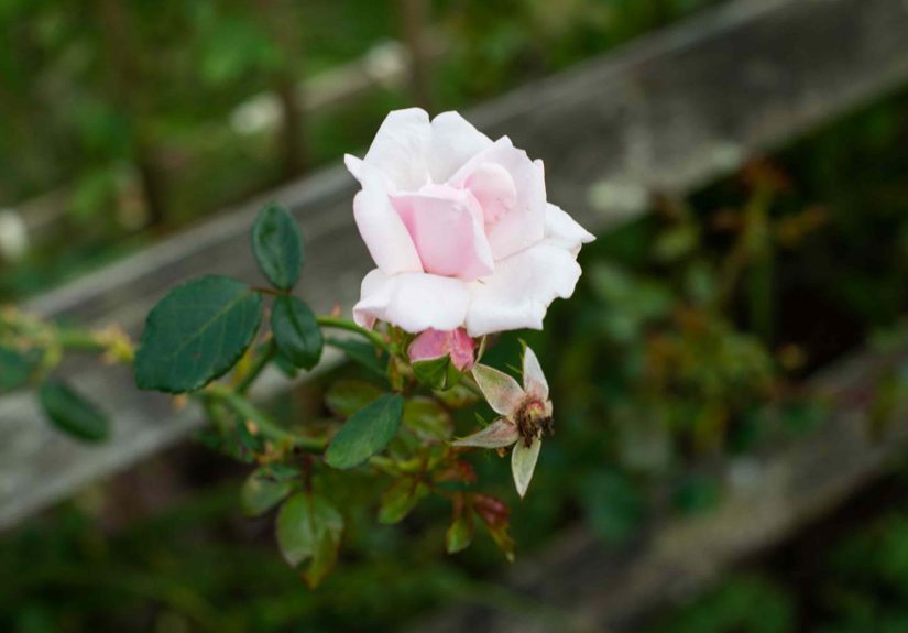 How to Grow Roses From Cuttings