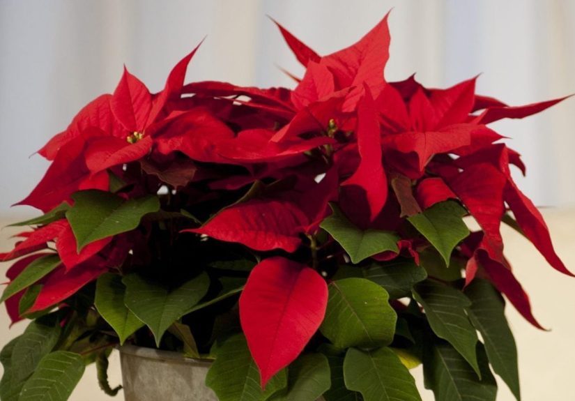 How To Keep a Poinsettia Plant Alive After Christmas