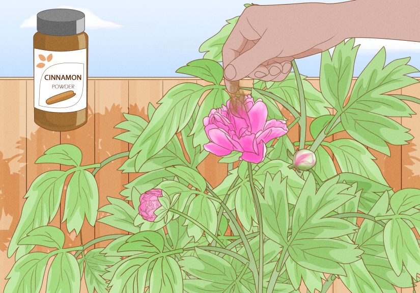 How to Keep Ants off Peonies: 9 Steps