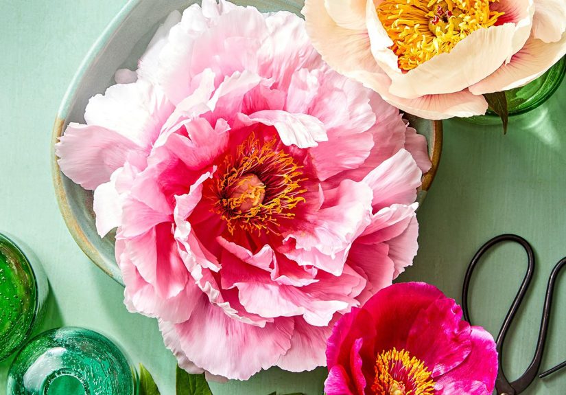 How to Keep Peonies Fresh With 7 Simple Tricks