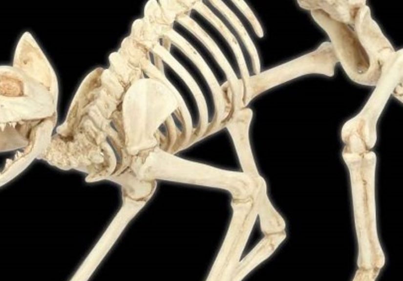 How to Mummify a Plastic Skeleton: Unleash Spooky Charm!