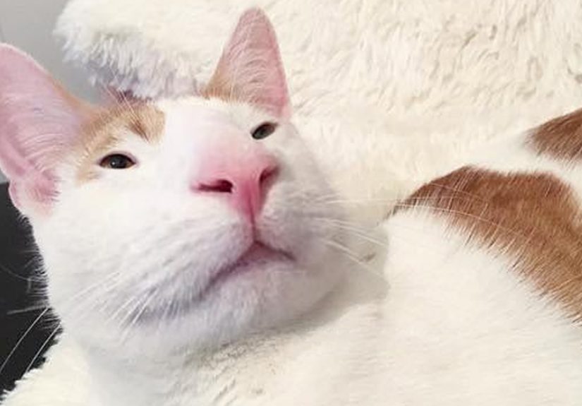 People Are Submitting Pics Of Their Pets To This Instagrammer, And She Gives Them Hilarious Makeovers