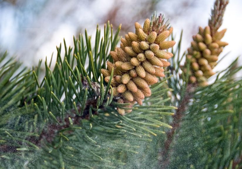 Pine Pollen: Benefits, Uses, & Side Effects