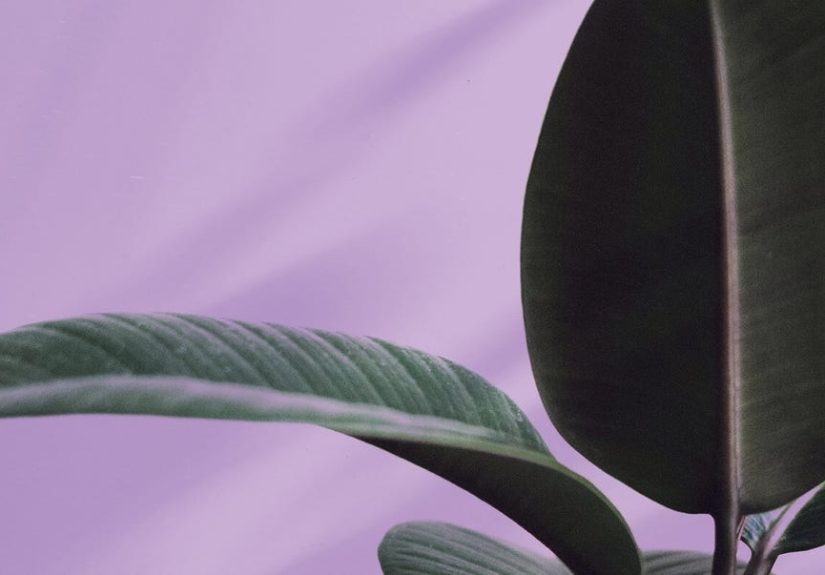 Rubber Plant Care: Tips on Water, Light and Soil for Ficus Elastica