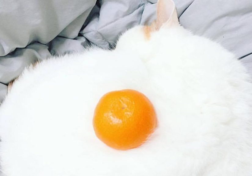 Suspicious Looking Egg Inspires A Ridiculous Photoshop Battle