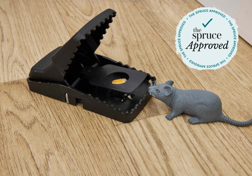The 6 Best Rat Traps The Spruce Has Tested