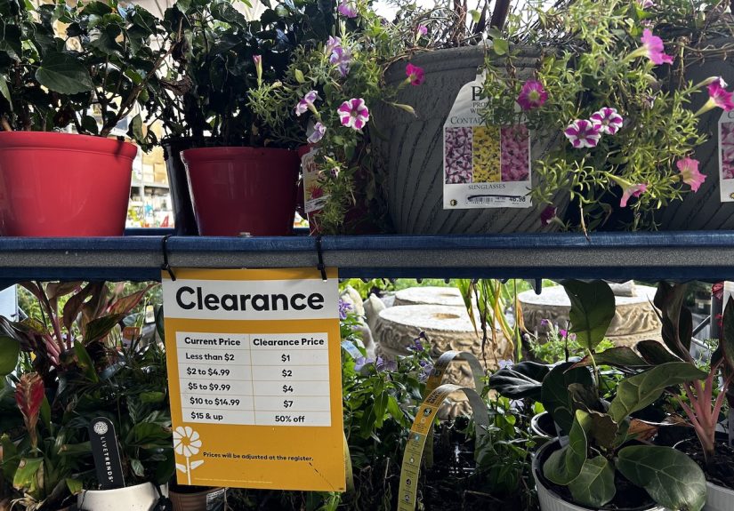 These Are the Plant Bargains to Take Advantage of Now