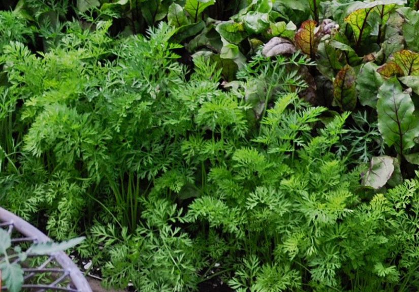 Vegetable Gardening