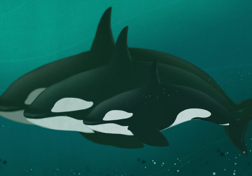 Whales Help Scientists Investigate The Mystery Of Menopause