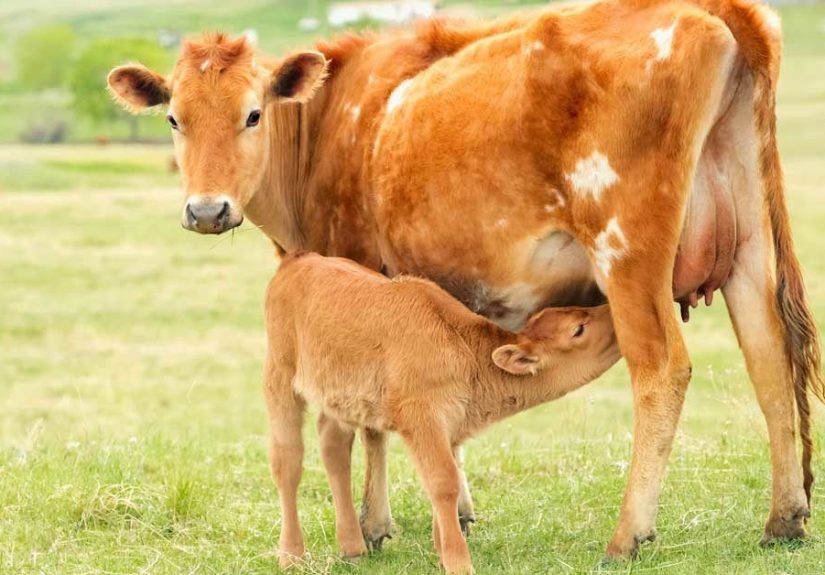 What Is Colostrum? Nutrition, Benefits, and Downsides