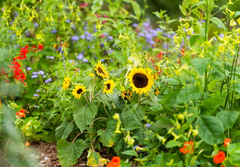 10 Best Sunflower Companion Plants for Any Garden