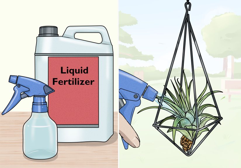 3 Simple Ways to Propagate Air Plants
