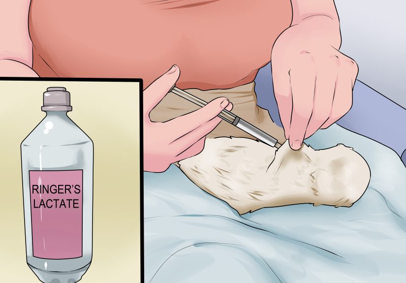 3 Ways to Save a Fading Newborn Puppy