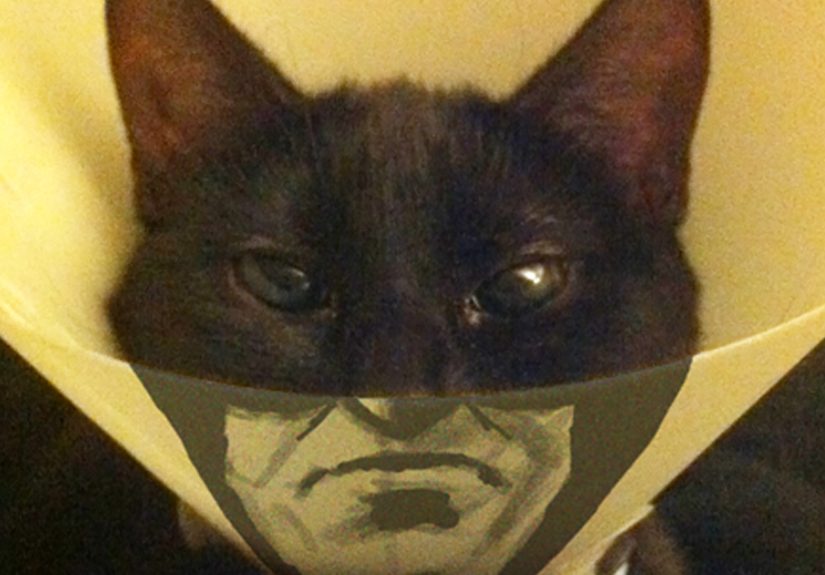 30 Awesome Pet Cones That Your Pet Will Hate Even More
