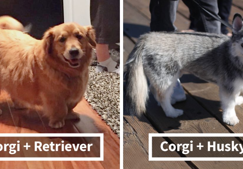 40 Corgi Mixes That Are Absolutely Pawsome