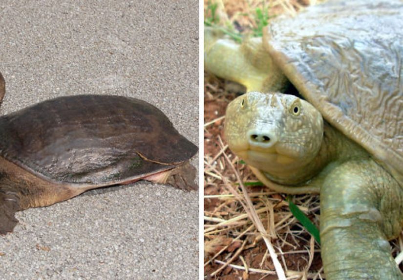 41 Endangered Turtle Species That You May Not Know Exist