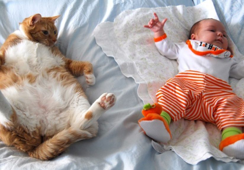 50 Adorable Photos Proving That Your Kids Need A Cat