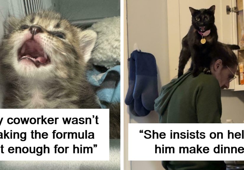 50 Feline Drama Queens Who Couldn’t Keep Their Meows To Themselves