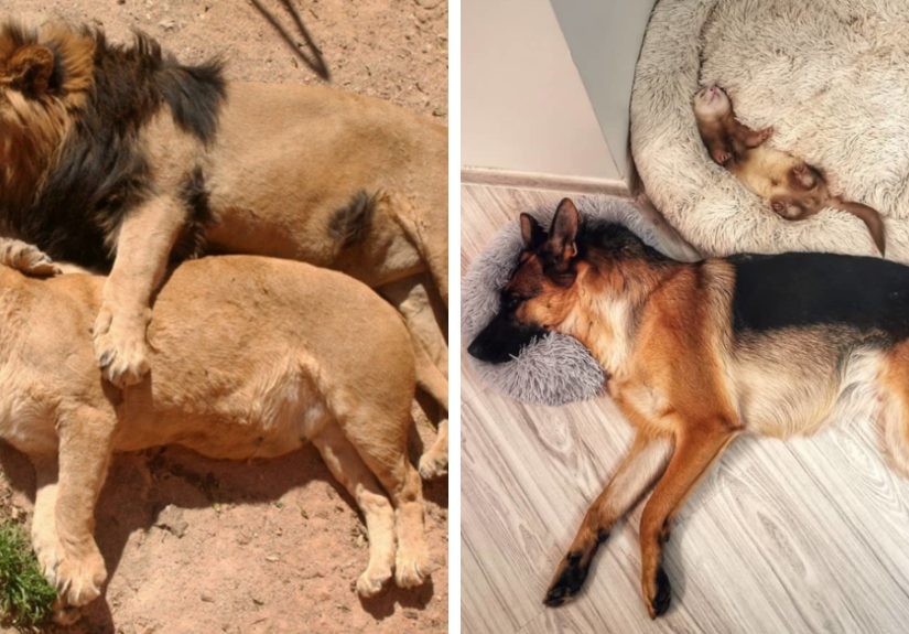 50 Times People Saw Animals Enjoying An Adorable Nap And Just Had To Take A Picture