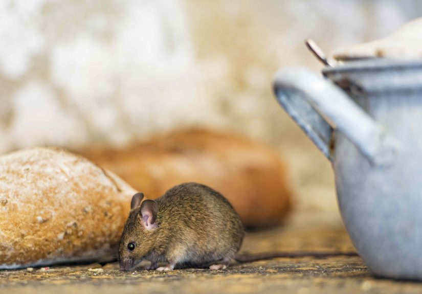 6 Natural Ways to Keep Mice Out of Your Kitchen All Winter Long