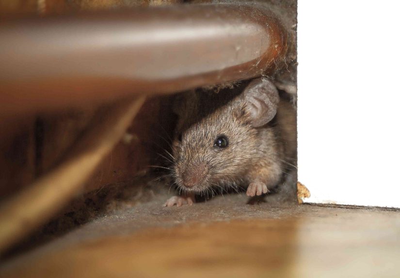 After 10 Years of Winter Mice Problems, This Simple Hack Solved It for Good