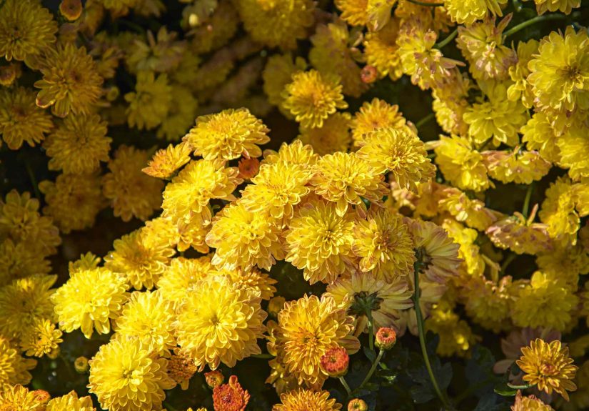 Can Epsom Salt Really Help Mums Bloom Better? We Asked Gardeners