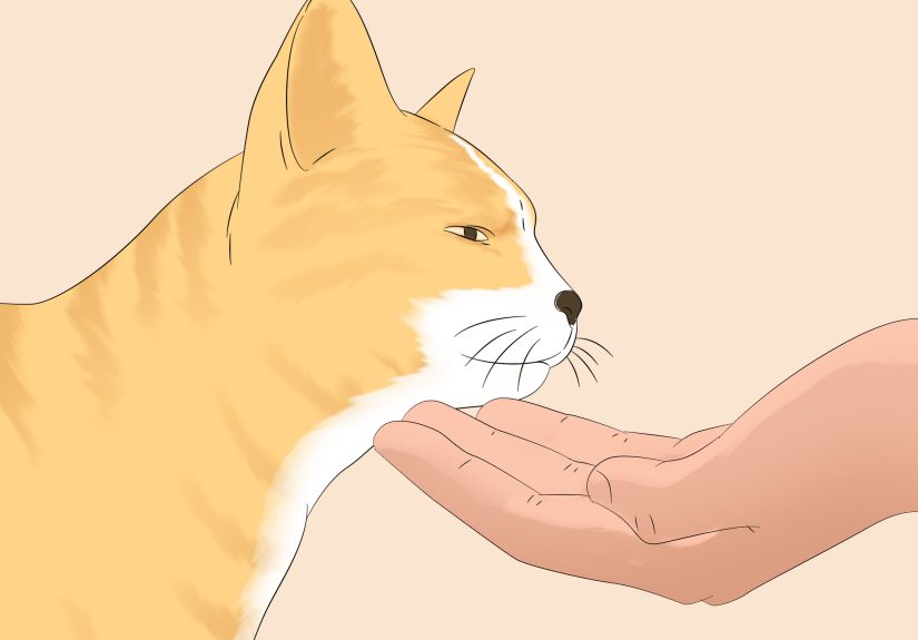 Can You Use a Spray Bottle to Train Your Cat?
