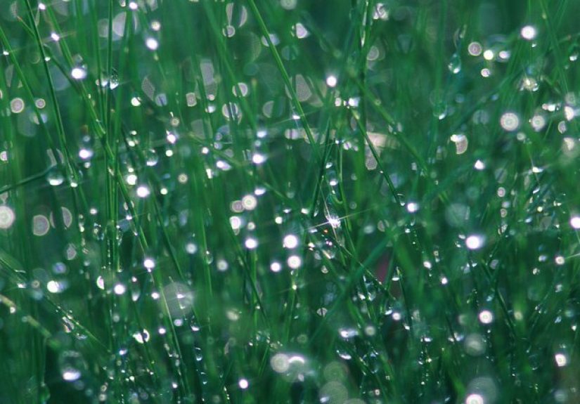 Do I Need to Water My Lawn After I Fertilize?