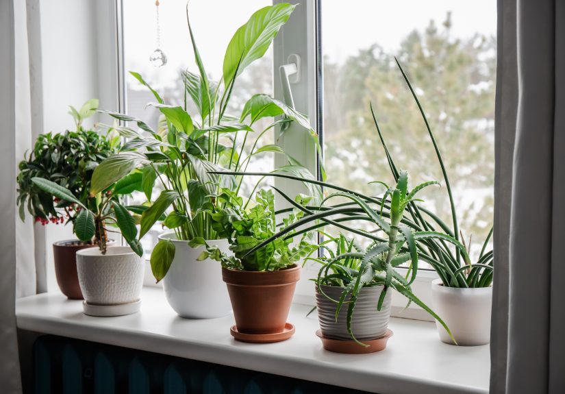 Dos and Don'ts of Fertilizing Houseplants in Winter