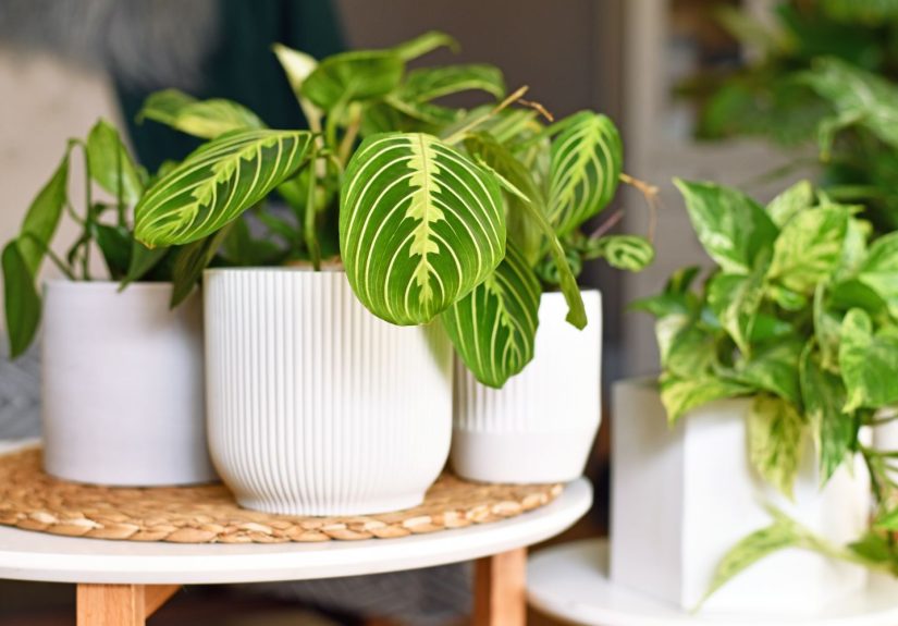 Forget Monsteras and Fiddle Leaf FigsThese Will Be the Most Popular Houseplants in 2026