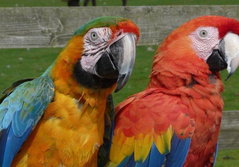 Funny Bird Names