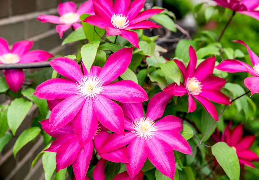Garden Plants That Rabbits Love to Eat
