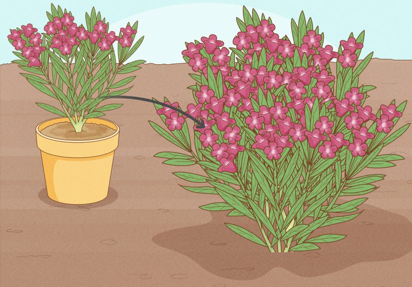 Grow Oleanders from Cuttings: A Step-By-Step Guide