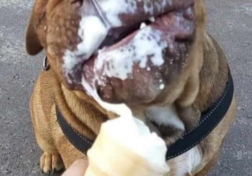 Hey Pandas, Post The Funniest Photo Of Your Silly Pet