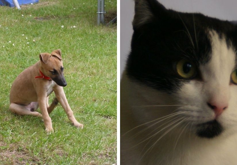 Hey Pandas, Share Your Rescued Pets And Their Stories