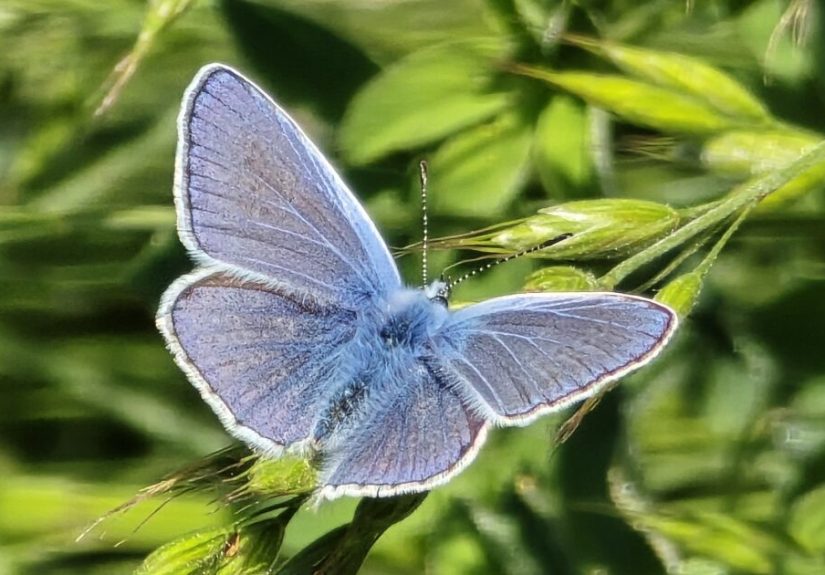 Hey Pandas, Show Me Your Butterfly Pictures That You Took