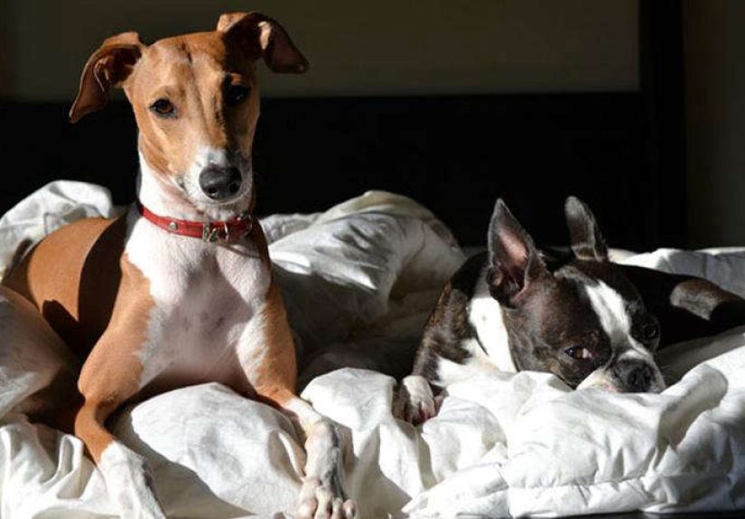 Holiday Gift Guide: For the Well-Dressed Canine