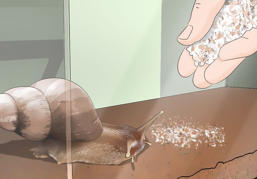 How to Care for Giant African Land Snails: 12 Steps